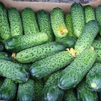 Огірок Паризький корнішон /0,5 кг/ *Rem seeds*