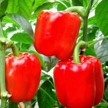 Перець солодкий Каліфорнійське диво /100 грам/ *GSN Semences*