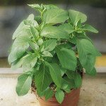 Базилік Містер Барнс /1 кг/ *Hem Zaden*