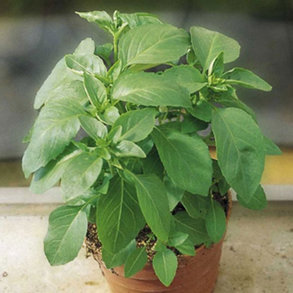 Семена базилика зеленого Мистер Барнс /1 кг/ *Hem Zaden*