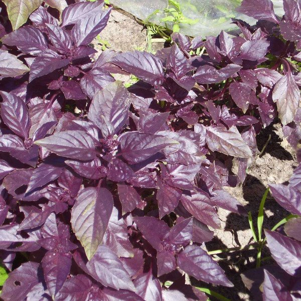 Семена базилика фиолетового Темный Опал /1 кг/ *Hem Zaden*