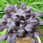 Базилик Красный рубин /1 кг/ *Hem Zaden*