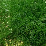 Укроп Мамонт /1 кг/ *Satimex*