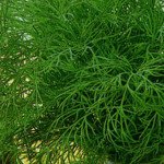 Укроп Мамонт /10 кг/ *Satimex*