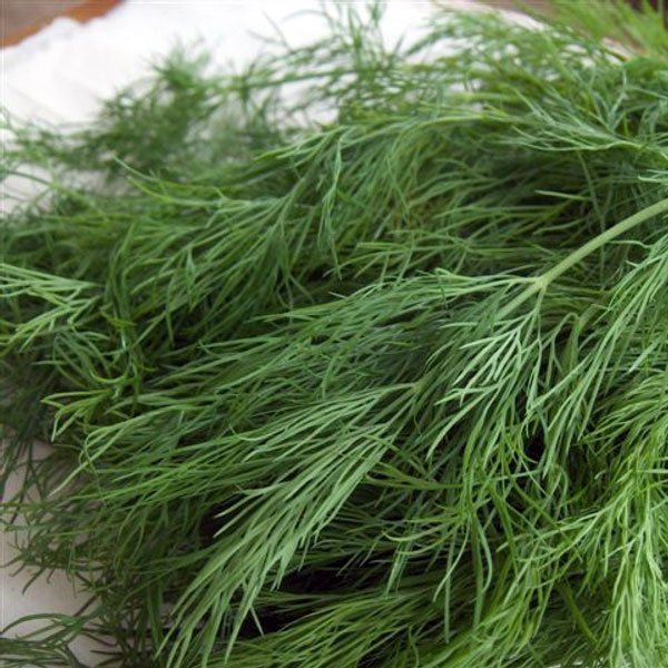 Семена укропа Тетра /10 кг/ *Satimex*