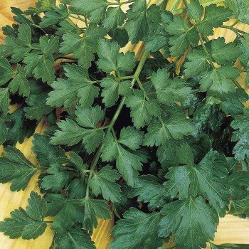 Петрушка листовая Гиганте де Италия /1 кг/ *Hem Zaden*