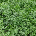 Петрушка листовая Итальянский гигант /0,5 кг/ *Rem seeds*