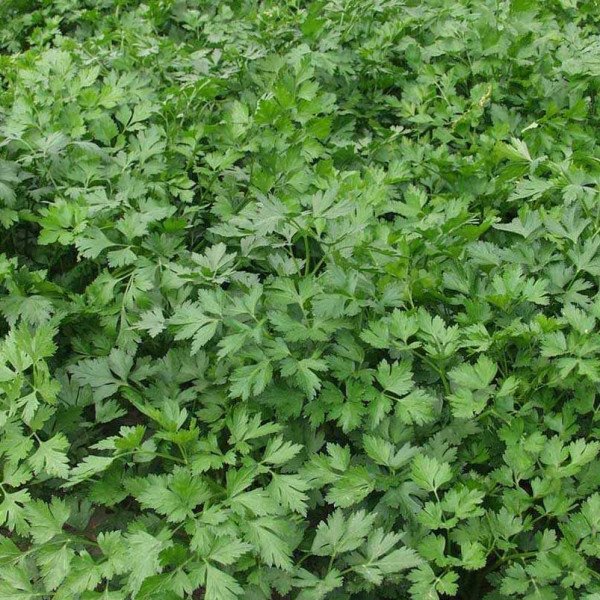 Насіння петрушки листової Італійський гігант /0,5 кг/ *Rem seeds*