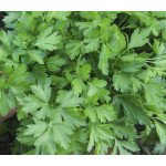 Петрушка листова Італійський гігант /0,5 кг/ *Satimex*