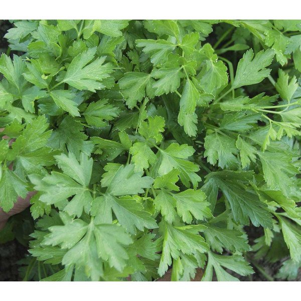 Насіння петрушки листової Італійський гігант /0,5 кг/ *Satimex*