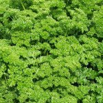 Петрушка кучерява /0,5 кг/ *Rem seeds*