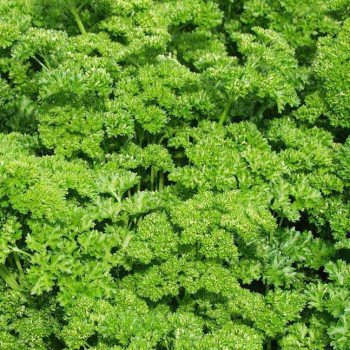 Петрушка кучерява /0,5 кг/ *Rem seeds*