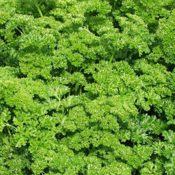 Семена петрушки кудрявой /0,5 кг/ *Rem seeds*