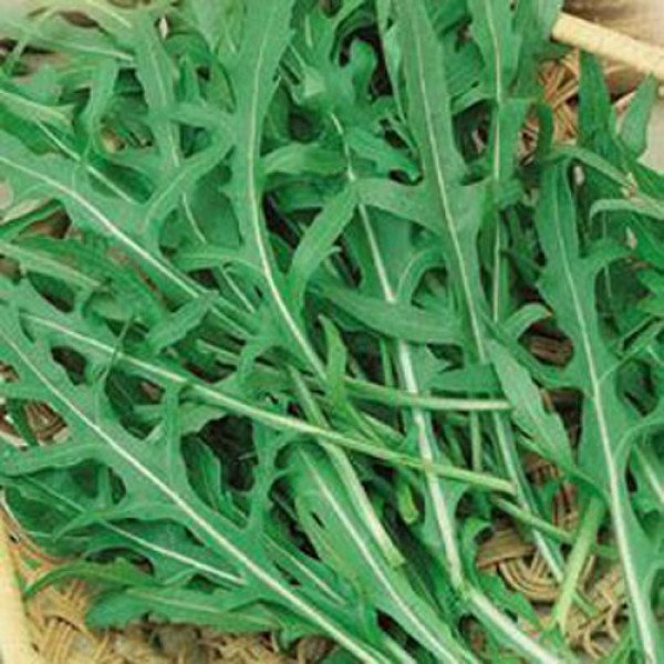 Насіння руколи Пронто /1 кг/ *Hem Zaden*