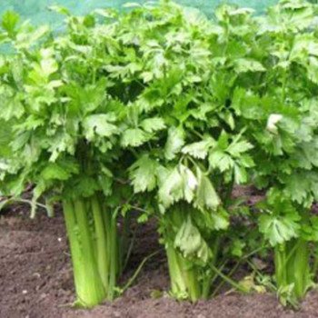 Сельдерей листовой /1 кг/ *Hem Zaden*