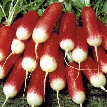 Редис 18 Дней /0,5 кг/ *Rem seeds*