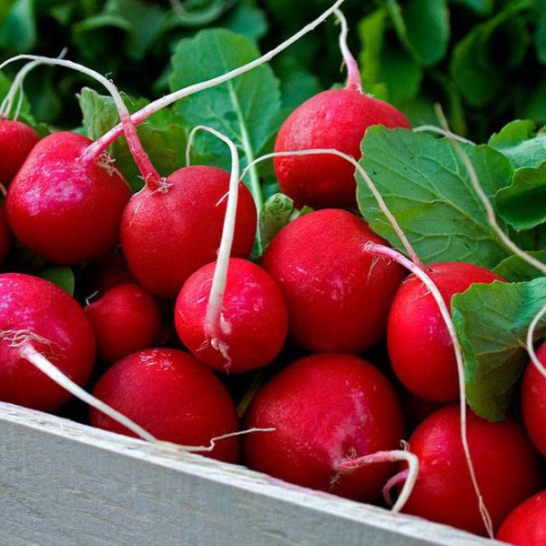 Семена редиса Скарлет /0,5 кг/ *GSN Semences*