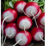 Редис Националь /0,5 кг/ *GSN Semences*