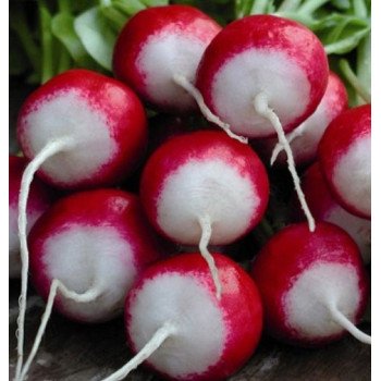 Редиска Національ /0,5 кг/ *GSN Semences*