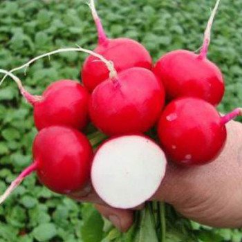 Редис Престо /0,5 кг/ *Satimex*