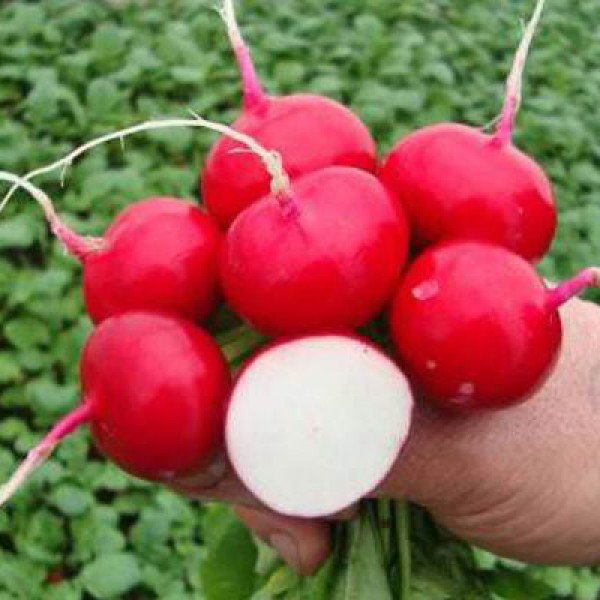 Семена редиса Престо /0,5 кг/ *Satimex*