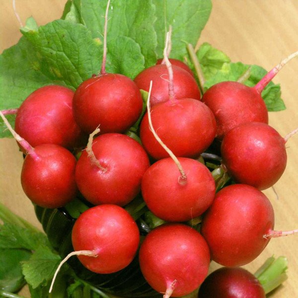 Семена редиса Сора /0,5 кг/ *Rem seeds*