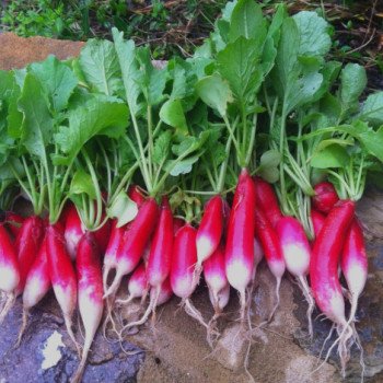Редиска Французький сніданок /0,5 кг/ *GSN Semences*