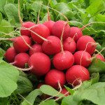 Редис Чемпион /0,5 кг/ *Rem seeds*