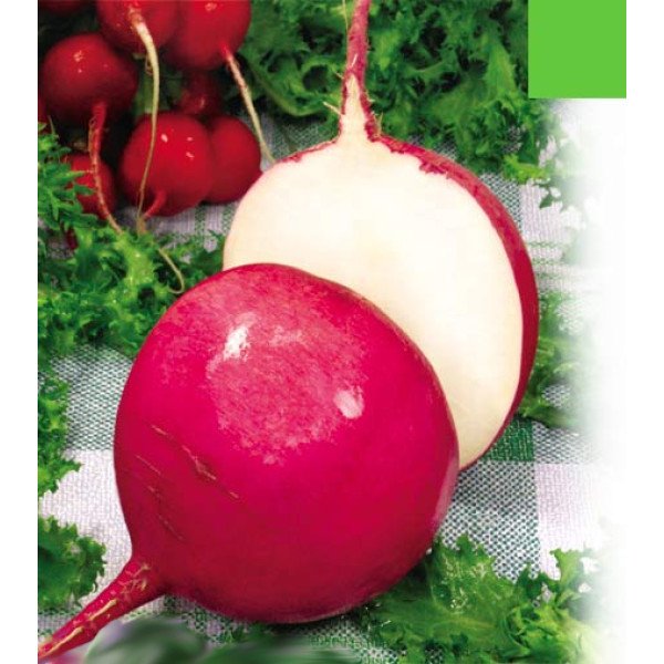 Насіння редьки Червона зимова /0,5 кг/ *Satimex*