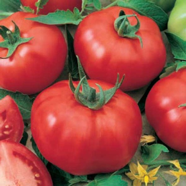 Насіння томата Ігранда /250 г/ *Satimex*