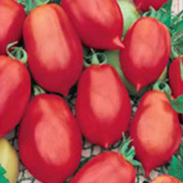 Насіння томату Даліда /250 г/ *Satimex*