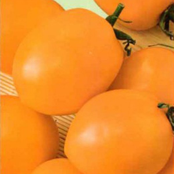 Насіння томату Золота королева /1 кг/ *Satimex*