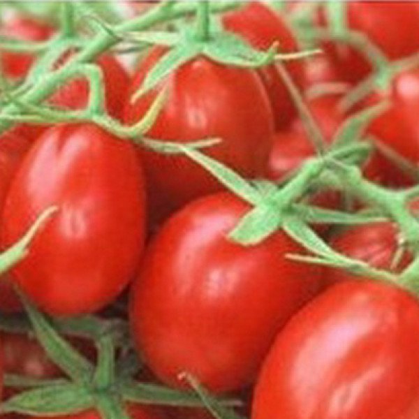 Семена томата Шарада /0,25 кг/ *Satimex*