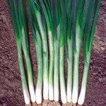 Цибуля батун Фрюернте /0,5 кг/ *Satimex*