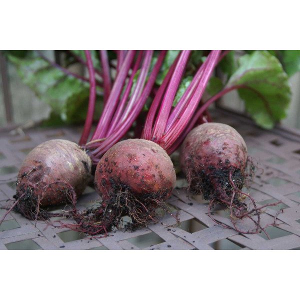 Семена свеклы Детройт /5 кг/ *GSN Semences*