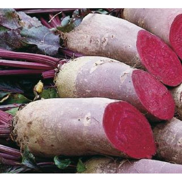 Семена свеклы Цилиндра /0,5 кг/ *GSN Semences*