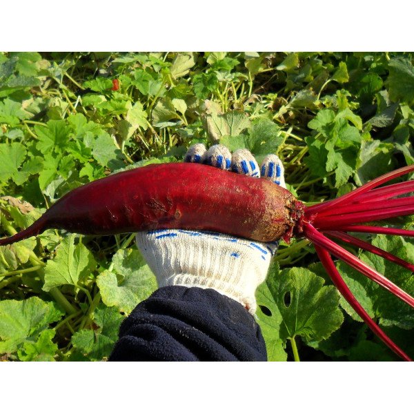 Семена свеклы Цилиндра /5 кг/ *GSN Semences*