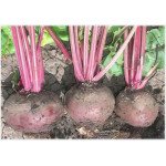 Буряк Червона куля /5 кг/ *GSN Semences*