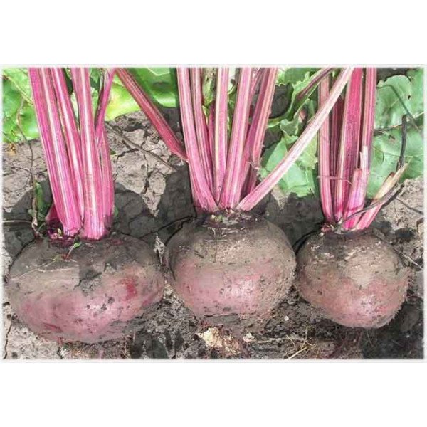 Семена свеклы Красный шар /5 кг/ *GSN Semences*