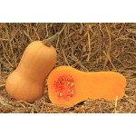 Тыква Баттернат /500 г/ *GSN Semences*