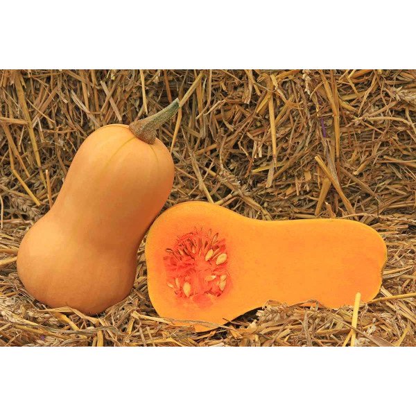 Семена тыквы Баттернат /500 г/ *GSN Semences*