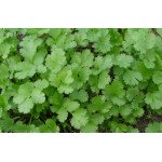 Кориандр Нектар /5 кг/ *Украина*