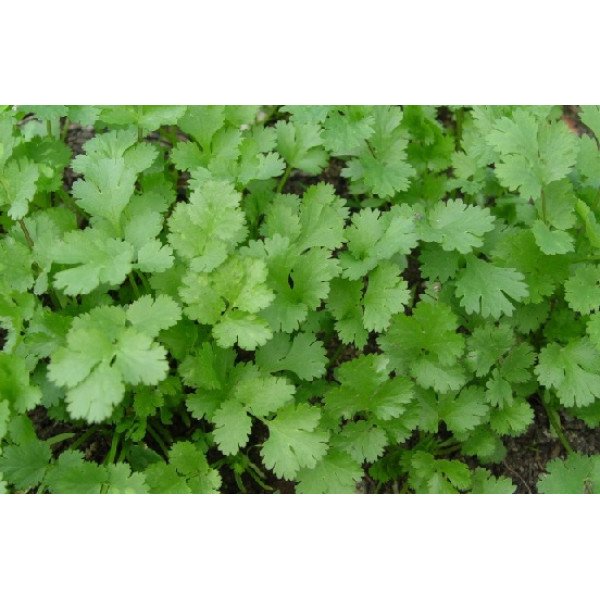 Насіння коріандру Нектар /5 кг/ *Україна*