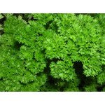 Петрушка кучерява Москраузе /0,5 кг/ *Satimex*