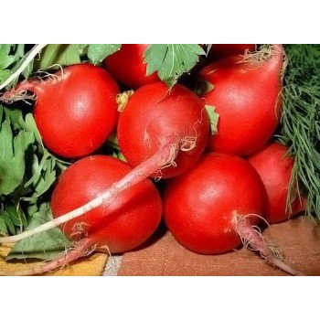 Редис Алекс /0,5 кг/ *Satimex*