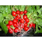 Редис SX-711 /0,5 кг/ *Satimex*