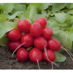Редиска SX-713 /0,5 кг/ *Satimex*