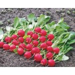 Редис Родос /0,5 кг/ *Satimex*