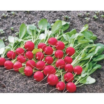 Редис Родос /0,5 кг/ *Satimex*