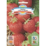 Суниця Фрагола /0,18 г/ *Galassi sementi*